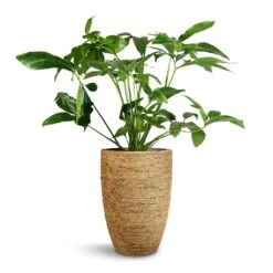 Philodendron Green Wonder -Hortology Shop Philodendron Green Wonder 24x80cm Ben Plant Pot Straw Grass 30x41cm