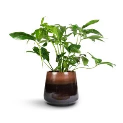 Philodendron Green Wonder -Hortology Shop Philodendron Green Wonder 24x80cm Joah Plant Pot Truffle 33x28cm