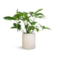 Max Refined Planter - Natural White 15 Max Refined Planter - Natural White -Hortology Shop Philodendron Green Wonder 24x80cm Max Refined Planter Natural White 29x29.5cm 6ef17a10 0fc4 45b9 855a 1056dc1f85c8