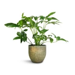 Philodendron Green Wonder