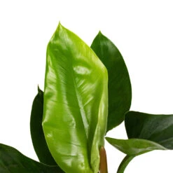 Philodendron Imperial Green -Hortology Shop Philodendron Imperial Green 17x50cm 1