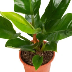 Philodendron Imperial Green -Hortology Shop Philodendron Imperial Green 17x50cm 2