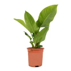 Philodendron Imperial Green -Hortology Shop Philodendron Imperial Green 17x50cm