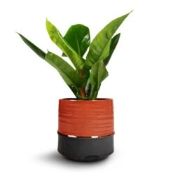 Philodendron Imperial Green -Hortology Shop Philodendron Imperial Green 17x50cm Marlijn Plant Pot Coral 21x21cm 1