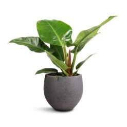 Mini Orb Kevan Plant Pot - Black Washed -Hortology Shop Philodendron Imperial Green 19x50cm Mini Orb Kevan Plant Pot Black Washed 25x21cm db4607f1 0a87 4184 a705 db2ea000f8ab