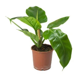 Philodendron Imperial Green -Hortology Shop Philodendron Imperial Green