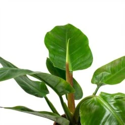 Philodendron Imperial Green -Hortology Shop Philodendron Imperial Green Leaves