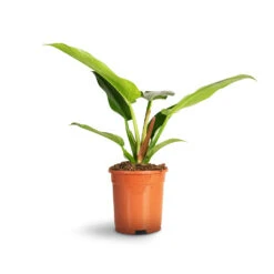 Philodendron Imperial Green -Hortology Shop Philodendron Imperial Green 35ef9fe9 aa94 4960 8b8b 03aec7827fd5