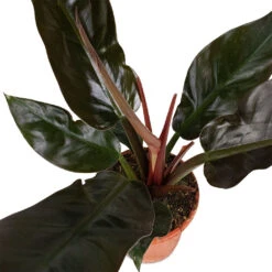 Philodendron Imperial Red 23 Philodendron Imperial Red -Hortology Shop Philodendron Imperial Red 17x50cm 3