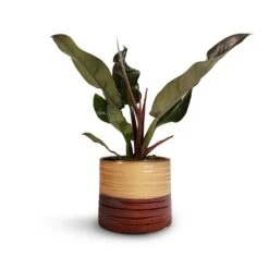 Philodendron Imperial Red 26 Philodendron Imperial Red -Hortology Shop Philodendron Imperial Red 17x50cm Didi Plant Pot Rustic Red Dip 20x18cm 1