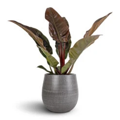 Philodendron Imperial Red 16 Philodendron Imperial Red -Hortology Shop Philodendron Imperial Red 17x50cm Esra Plant Pot Mystic Grey 26x26cm