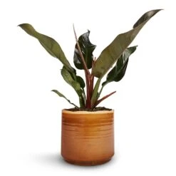 Philodendron Imperial Red 19 Philodendron Imperial Red -Hortology Shop Philodendron Imperial Red 17x50cm Jordy Plant Pot Caramel 20x18cm 1