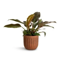 Philodendron Imperial Red
