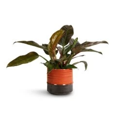 Philodendron Imperial Red 25 Philodendron Imperial Red -Hortology Shop Philodendron Imperial Red 19x55cm Marlijn Plant Pot Coral 21x21cm