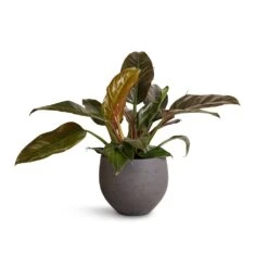 Philodendron Imperial Red 22 Philodendron Imperial Red -Hortology Shop Philodendron Imperial Red 19x55cm Mini Orb Kevan Plant Pot Black Washed 25x21cm