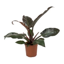 Philodendron Imperial Red 21 Philodendron Imperial Red -Hortology Shop Philodendron Imperial Red