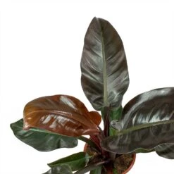 Philodendron Imperial Red 18 Philodendron Imperial Red -Hortology Shop Philodendron Imperial Red Leaves