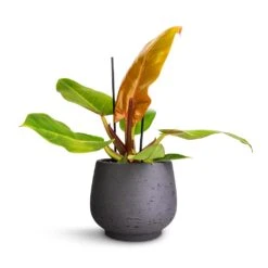 Mini Pixie Plant Pot - Black Washed -Hortology Shop Philodendron Prince of Orange 12x25cm Mini Pixie Plant Pot Black Washed 18x15cm 240538b0 cfbb 4b5d 8e7b c14f5546aa64