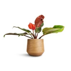 Dune Darcy Planter - Almond -Hortology Shop Philodendron Prince of Orange 17x50cm Dune Darcy Planter Almond 30x26cm