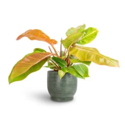 Lykke Plant Pot - Sage -Hortology Shop Philodendron Prince of Orange 17x50cm Lykke Plant Pot Sage 21x20cm 7c09e0f4 85bc 437d 99a7 cca96e0fe403