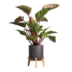 Philodendron Red Beauty -Hortology Shop Philodendron Red Beauty 27x100cm Charlie Plant Pot Low Stand Black Washed