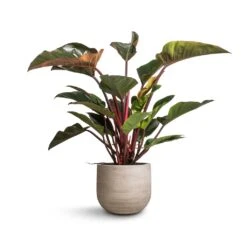 Philodendron Red Beauty -Hortology Shop Philodendron Red Beauty 27x100cm Cody Plant Pot Ridged Cement 35x31cm