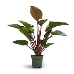 Philodendron Red Beauty -Hortology Shop Philodendron Red Beauty 27x90cm