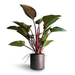 Philodendron Red Beauty -Hortology Shop Philodendron Red Beauty 27x90cm Angle Cylinder Plant Pot Anthracite 30x30cm