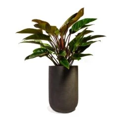 Philodendron Red Beauty -Hortology Shop Philodendron Red Beauty 27x90cm Plant Pot Cody Ridge Dark Grey