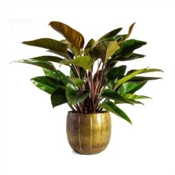 Philodendron Red Beauty -Hortology Shop Philodendron Red Beauty 27x90cmPlant Pot Gusto Old Brown