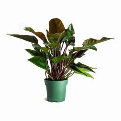 Philodendron Red Beauty -Hortology Shop Philodendron Red Beauty Houseplant 27x90cm