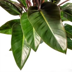 Philodendron Red Beauty -Hortology Shop Philodendron Red Beauty Houseplant 3Leaf 27x90cm