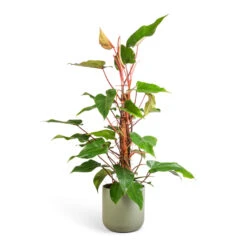 Philodendron Erubescens Red Emerald - Moss Pole -Hortology Shop Philodendron Red Emerald 18x85cm Lisbon Plant Pot Sage 24x24cm b1e72d20 1903 40ca beb4 5a1da434b62b