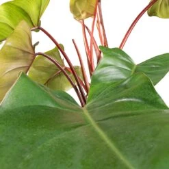Philodendron Erubescens Red Emerald - Moss Pole -Hortology Shop Philodendron Red Emerald SWATCH 2