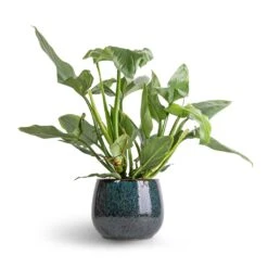Philodendron Hastatum Silver Queen -Hortology Shop Philodendron Silver Queen 17x50 Odile Plant Pot Petrol 24x19cm