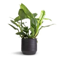 Norell Plant Pot - Black -Hortology Shop Philodendron Silver Queen 17x50cm Norell Plant Pot Black 25x24cm 42869367 bde0 4167 87c2 b633a8192b57