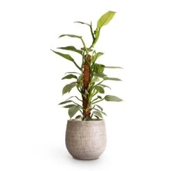 Ryan Plant Pot - White Black -Hortology Shop Philodendron Silver Queen Moss Pole 17x65cm Ryan Plant Pot White Black 26x26cm