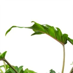 Philodendron Winterbourn - Xanadu Philodendron -Hortology Shop Philodendron Winterbourn Xanadu Philodendron Leaf