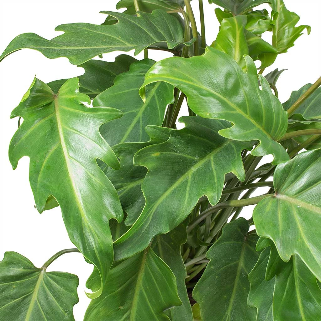 Philodendron Winterbourn - Xanadu Philodendron 2 Philodendron Winterbourn - Xanadu Philodendron - Image 2