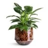 Philodendron Erubescens Green Princess