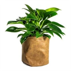 Philodendron Erubescens Green Princess -Hortology Shop Philodendron erubescens Green Princess 12x25cm Plant Pot Juna Cognac 25x25cm