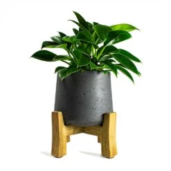 Philodendron Erubescens Green Princess -Hortology Shop Philodendron erubescens Green Princess 12x25cm Plant Pot Patt Low Stand Black Washed 20x21cm
