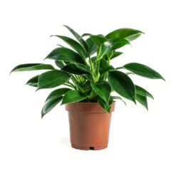 Philodendron Erubescens Green Princess -Hortology Shop Philodendron erubescens GreenPrincess Houseplant 12x25cm