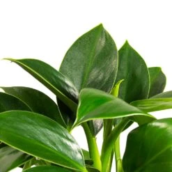 Philodendron Erubescens Green Princess -Hortology Shop Philodendron erubescens GreenPrincess Houseplant Far Leaf 12x25cm