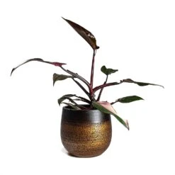 Mya Plant Pot - Shiny Mocha 31 Mya Plant Pot - Shiny Mocha -Hortology Shop Philodendron erubescens pink Princess Houseplant 17x50cm Plant Pot MYA Mocha 22x20cm 4b1412cc d9fe 49cd a989 a36d48b70164