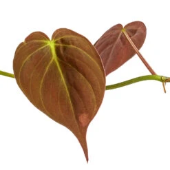 Philodendron Micans - Velvet Leaf Philodendron -Hortology Shop Philodendron micans DETAIL 3