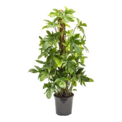 Hortology Shop -Hortology Shop Philodendron pedatum Oak Leaf Philodendron 21cm
