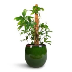 Philodendron Pedatum - Oak Leaf Philodendron - Moss Pole 7 Philodendron Pedatum - Oak Leaf Philodendron - Moss Pole -Hortology Shop Philodendron pedatum Oak Leaf Philodendron Moss Pole 21x100cm Charlotte Plant Pot Green 29x25cm