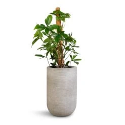 Philodendron Pedatum - Oak Leaf Philodendron - Moss Pole 8 Philodendron Pedatum - Oak Leaf Philodendron - Moss Pole -Hortology Shop Philodendron pedatum Oak Leaf Philodendron Moss Pole 21x100cm Cody Plant Vase Ridged Cement 28x45cm