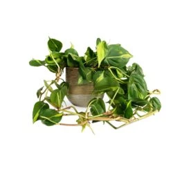 Philodendron Scandens Brasil - Sweetheart Plant -Hortology Shop Philodendron scandens Brasil Sweetheart Plant 15x40cm Issa Plant Pot Ochre 18x17cm